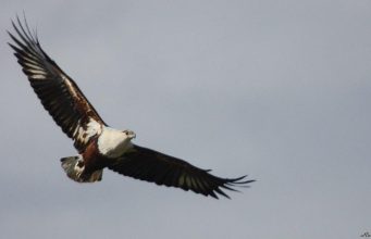 Top Destinations for Birdwatching in Africa Top Destinations for Birdwatching in Africa