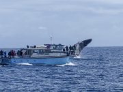 Top Destinations for Whale Watching in Canada Top Destinations for Whale Watching in Canada