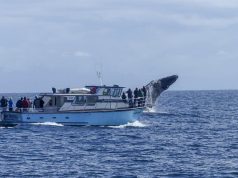 Top Destinations for Whale Watching in Canada Top Destinations for Whale Watching in Canada