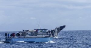 Top Destinations for Whale Watching in Canada Top Destinations for Whale Watching in Canada