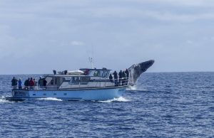 Top Destinations for Whale Watching in Canada Top Destinations for Whale Watching in Canada