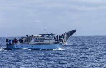 Top Destinations for Whale Watching in Canada Top Destinations for Whale Watching in Canada