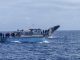 Top Destinations for Whale Watching in Canada Top Destinations for Whale Watching in Canada