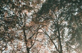 Exploring the hidden gardens of London Exploring the hidden gardens of London