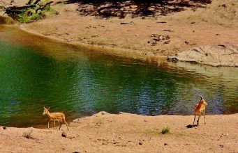 The Ethics of Wildlife Tourism in Africa The Ethics of Wildlife Tourism in Africa