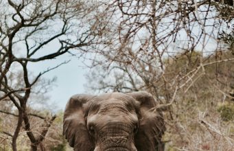 Should Travelers Avoid Culturally Inappropriate Dress in Africa Should Travelers Avoid Culturally Inappropriate Dress in Africa