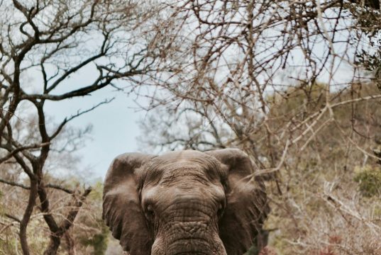 Should Travelers Avoid Culturally Inappropriate Dress in Africa