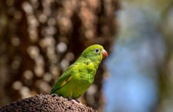 Best places for birdwatching in South America Best places for birdwatching in South America