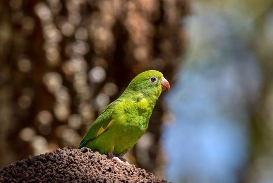 Best places for birdwatching in South America Best places for birdwatching in South America