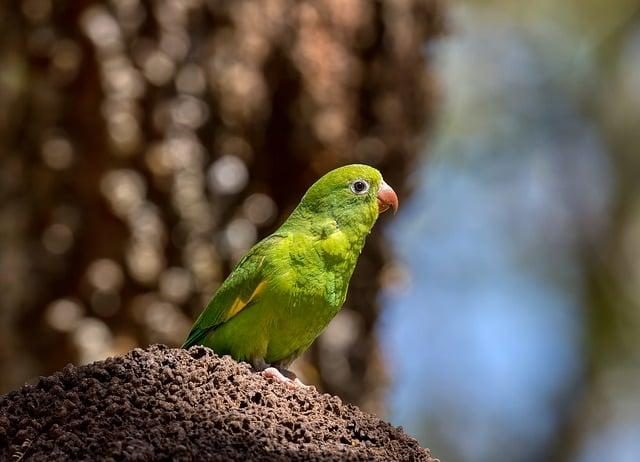 Best places for birdwatching in South America