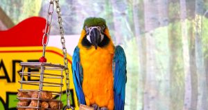 How to Enjoy a Culinary Tour of Western Europe How to Enjoy a Culinary Tour of Western Europe