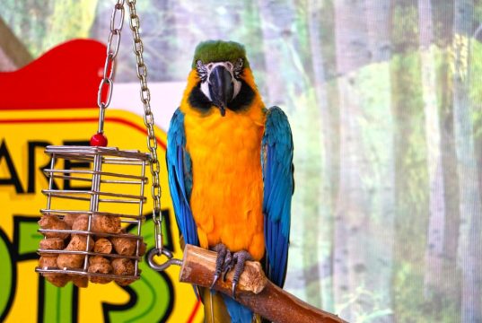 How to Enjoy a Culinary Tour of Western Europe How to Enjoy a Culinary Tour of Western Europe