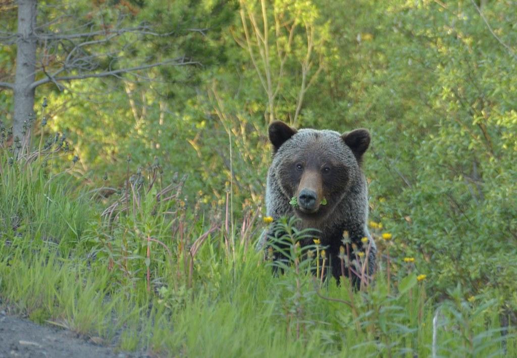 Unforgettable Wildlife Encounters: Discover Canadas Natural Wonders Together