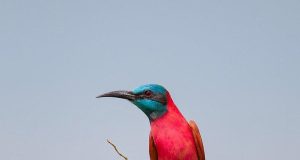 Eco-Tourism in Africa: Sustainable Travel Tips Eco-Tourism in Africa: Sustainable Travel Tips