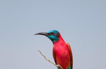 Eco-Tourism in Africa: Sustainable Travel Tips Eco-Tourism in Africa: Sustainable Travel Tips