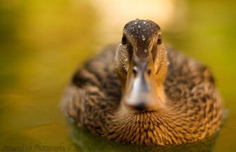 Addressing Animal Exploitation in African Tourism Addressing Animal Exploitation in African Tourism