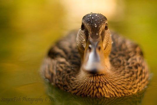 Addressing Animal Exploitation in African Tourism Addressing Animal Exploitation in African Tourism