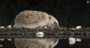 A guide to Western Europe’s famous bridges A guide to Western Europe’s famous bridges