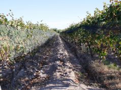 Exploring the best wineries in Argentina Exploring the best wineries in Argentina