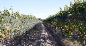 Exploring the best wineries in Argentina Exploring the best wineries in Argentina