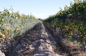 Exploring the best wineries in Argentina Exploring the best wineries in Argentina