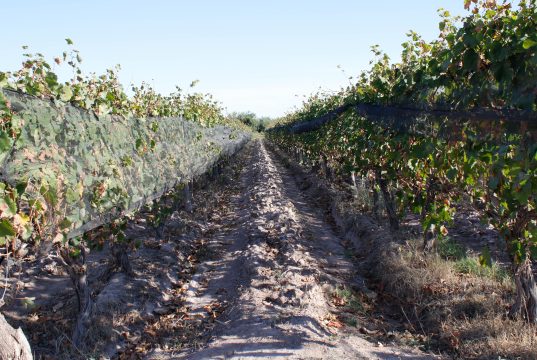 Exploring the best wineries in Argentina Exploring the best wineries in Argentina