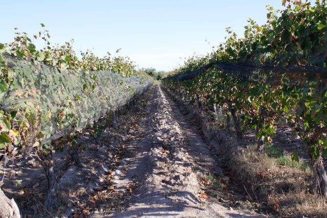 Exploring the best wineries in Argentina