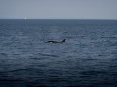 Top whale watching destinations in Canada Top whale watching destinations in Canada