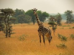 Exploring the Maasai Mara ecosystem