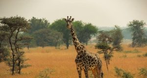 Exploring the Maasai Mara ecosystem