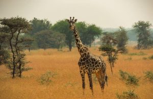 Exploring the Maasai Mara ecosystem