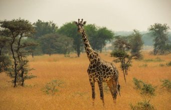 Exploring the Maasai Mara ecosystem Exploring the Maasai Mara ecosystem