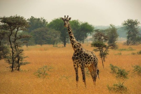 Exploring the Maasai Mara ecosystem Exploring the Maasai Mara ecosystem