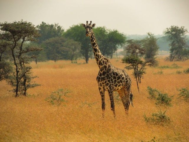 Exploring the Maasai Mara ecosystem