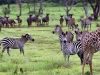 Luxury Safari Lodges That Redefine Travel in Africa Luxury Safari Lodges That Redefine Travel in Africa