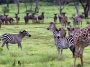 Luxury Safari Lodges That Redefine Travel in Africa Luxury Safari Lodges That Redefine Travel in Africa