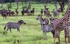Luxury Safari Lodges That Redefine Travel in Africa Luxury Safari Lodges That Redefine Travel in Africa