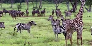 Luxury Safari Lodges That Redefine Travel in Africa Luxury Safari Lodges That Redefine Travel in Africa