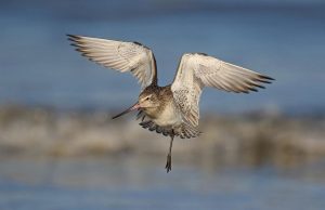 Top wildlife reserves to visit in North America Top wildlife reserves to visit in North America