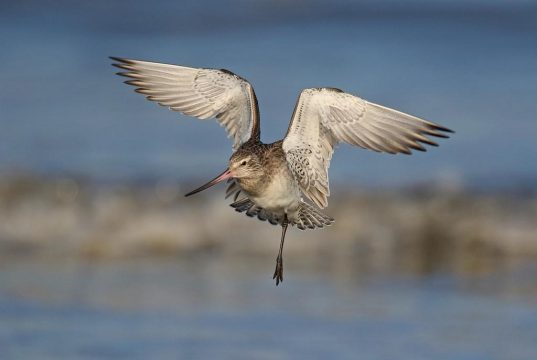 Top wildlife reserves to visit in North America