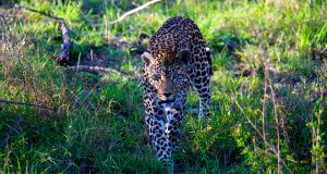 Must-Visit National Parks in Africa for Wildlife Enthusiasts Must-Visit National Parks in Africa for Wildlife Enthusiasts