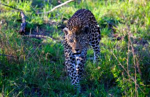 Must-Visit National Parks in Africa for Wildlife Enthusiasts Must-Visit National Parks in Africa for Wildlife Enthusiasts