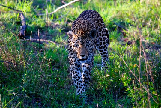 Must-Visit National Parks in Africa for Wildlife Enthusiasts Must-Visit National Parks in Africa for Wildlife Enthusiasts