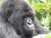 Gorilla trekking permits in Uganda and Rwanda Gorilla trekking permits in Uganda and Rwanda