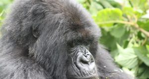 Gorilla trekking permits in Uganda and Rwanda