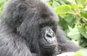 Gorilla trekking permits in Uganda and Rwanda