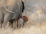 The Ethics of Elephant Rides and Shows in Africa