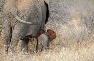 The Ethics of Elephant Rides and Shows in Africa