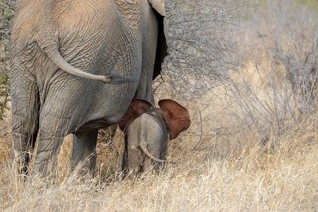 The Ethics of Elephant Rides and Shows in Africa