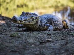 Exploring the unique ecosystems of the Pantanal